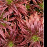 Aloe dorotheae JL280 (Tanzania) reddish in full sun